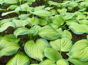 Bohyška 'Guacamole' - Hosta 'Guacamole'
