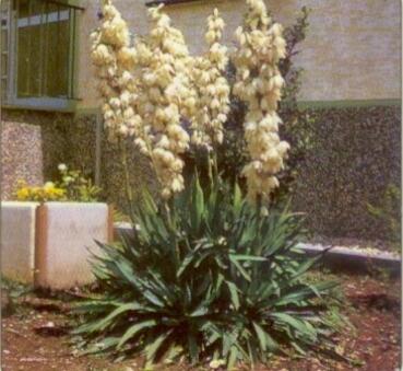Juka vláknitá - Yucca flaccida
