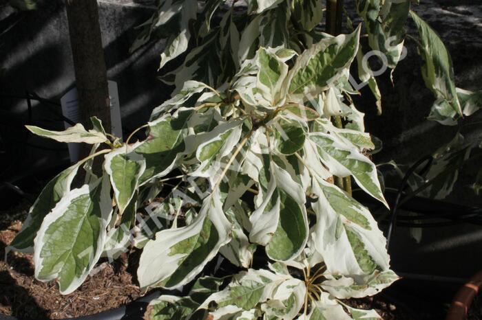 Svída sporná 'Variegata' - Cornus controversa 'Variegata'