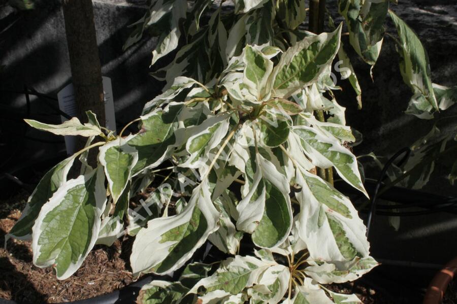 Svída sporná 'Variegata' - Cornus controversa 'Variegata'