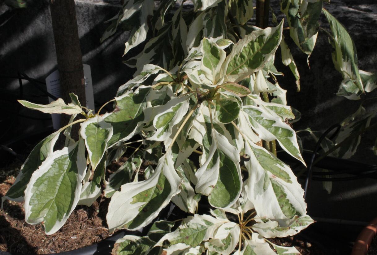 Svída sporná 'Variegata' - Cornus controversa 'Variegata'