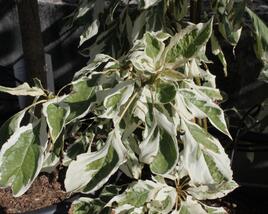 Svída sporná 'Variegata'