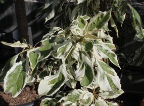 Svída sporná 'Variegata' - Cornus controversa 'Variegata'