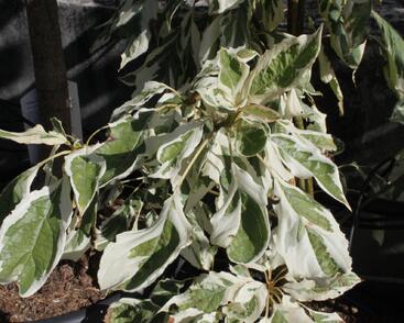 Svída sporná 'Variegata'