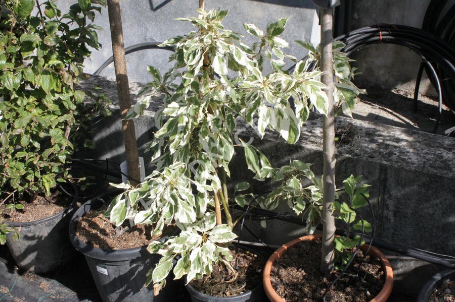 Svída sporná 'Variegata' - Cornus controversa 'Variegata'