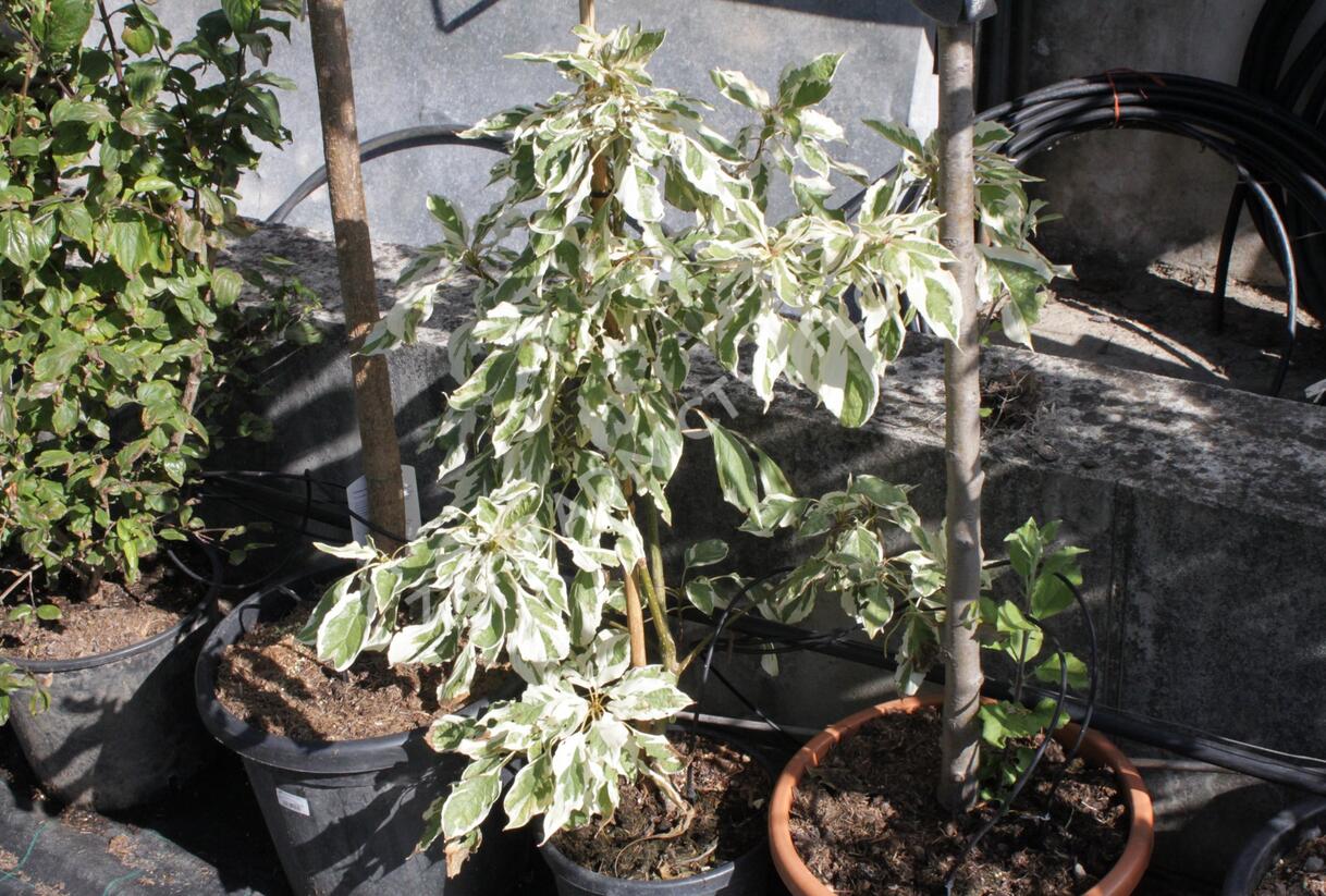 Svída sporná 'Variegata' - Cornus controversa 'Variegata'