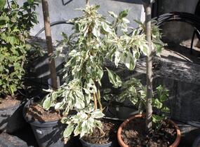 Svída sporná 'Variegata' - Cornus controversa 'Variegata'