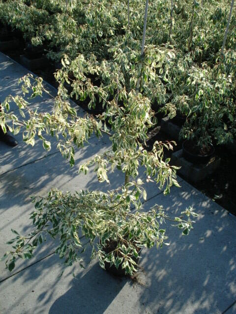 Svída sporná 'Variegata' - Cornus controversa 'Variegata'