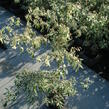 Svída sporná 'Variegata' - Cornus controversa 'Variegata'
