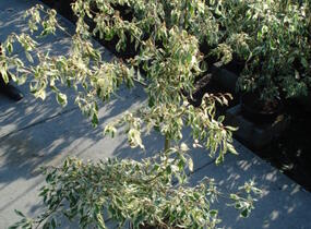 Svída sporná 'Variegata' - Cornus controversa 'Variegata'