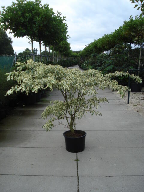 Svída sporná 'Variegata' - Cornus controversa 'Variegata'