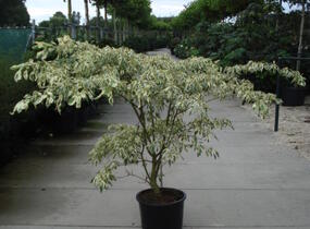 Svída sporná 'Variegata' - Cornus controversa 'Variegata'