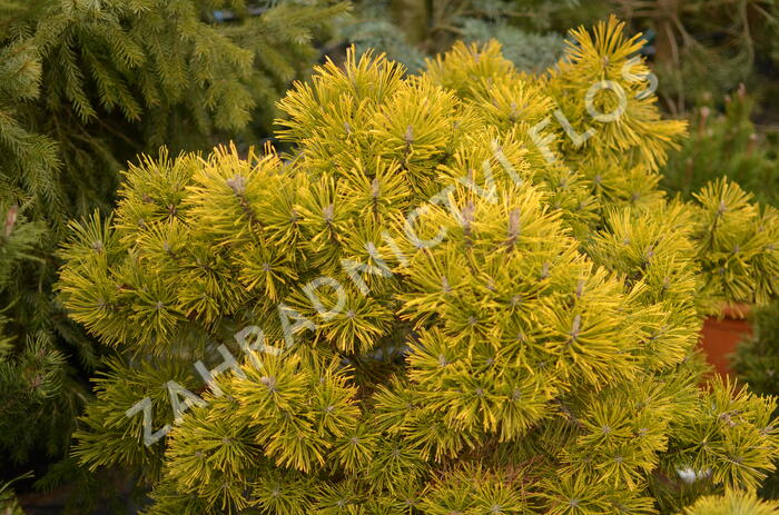 Borovice kleč 'Wintergold' - Pinus mugo 'Wintergold'