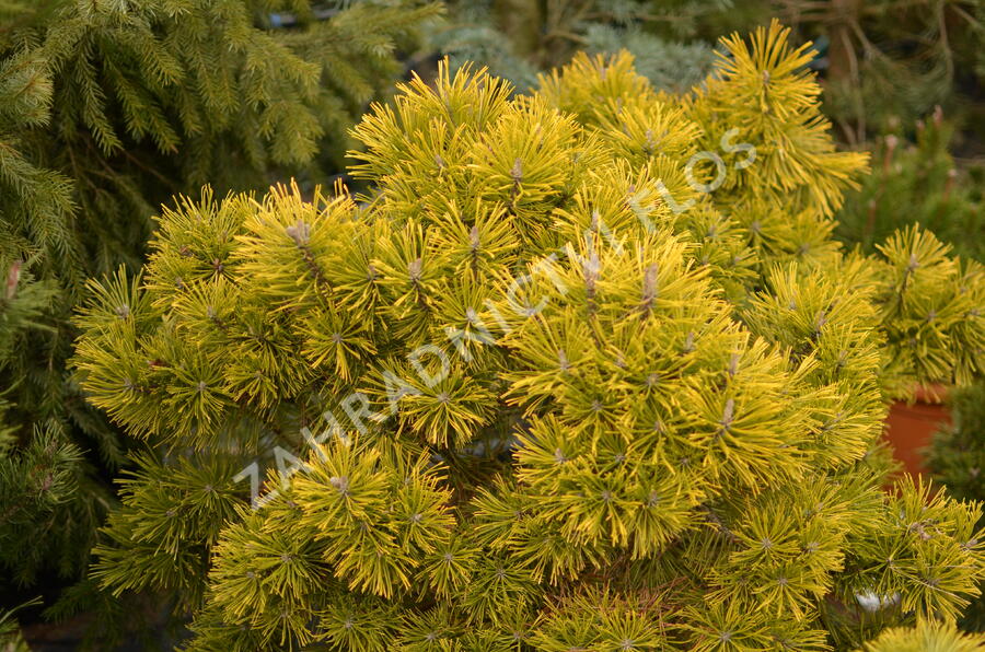 Borovice kleč 'Wintergold' - Pinus mugo 'Wintergold'