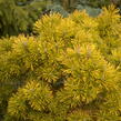 Borovice kleč 'Wintergold' - Pinus mugo 'Wintergold'
