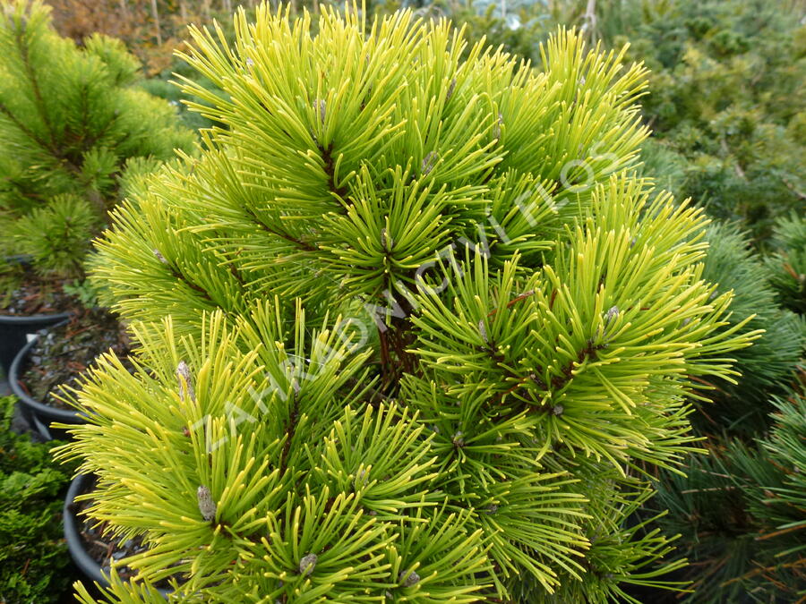 Borovice kleč 'Wintergold' - Pinus mugo 'Wintergold'