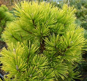 Borovice kleč 'Wintergold' - Pinus mugo 'Wintergold'