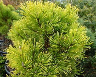 Borovice kleč 'Wintergold'