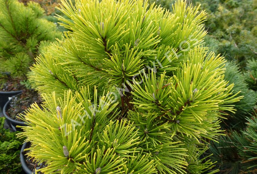 Borovice kleč 'Wintergold' - Pinus mugo 'Wintergold'