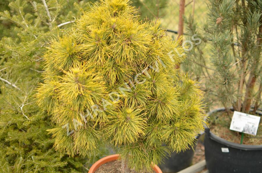Borovice kleč 'Wintergold' - Pinus mugo 'Wintergold'