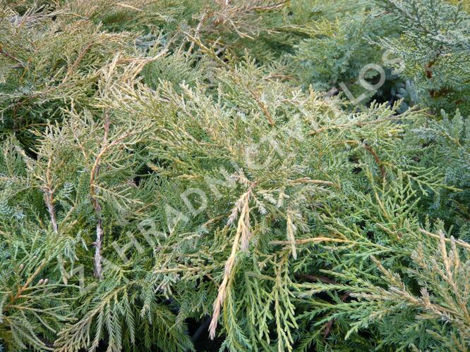 Jalovec prostřední 'Pfitzeriana Aurea' - Juniperus media 'Pfitzeriana Aurea'