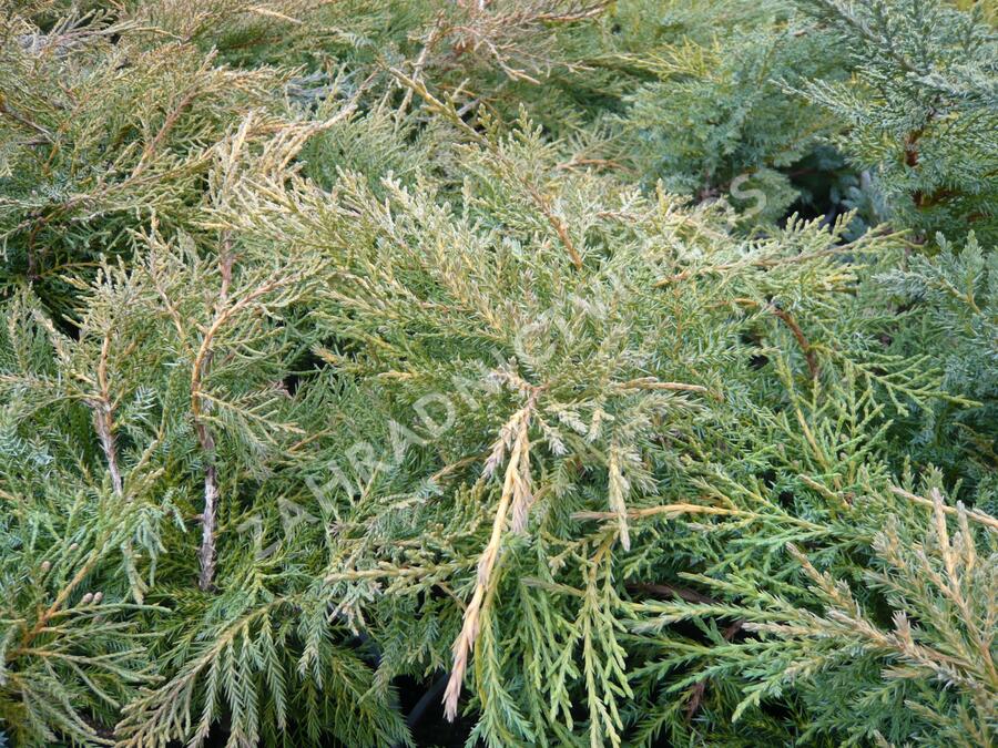 Jalovec prostřední 'Pfitzeriana Aurea' - Juniperus media 'Pfitzeriana Aurea'
