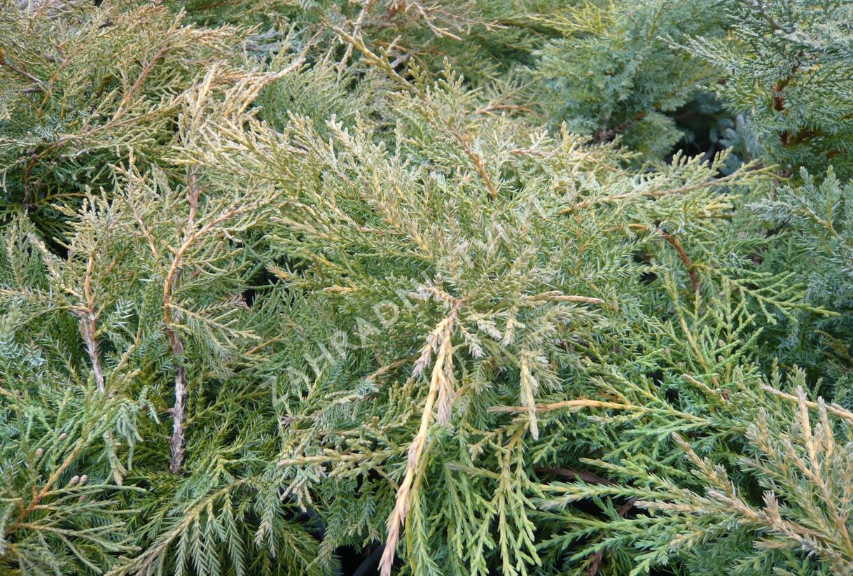 Jalovec prostřední 'Pfitzeriana Aurea' - Juniperus media 'Pfitzeriana Aurea'