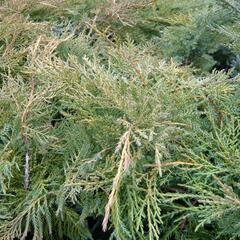 Jalovec prostřední 'Pfitzeriana Aurea' - Juniperus media 'Pfitzeriana Aurea'