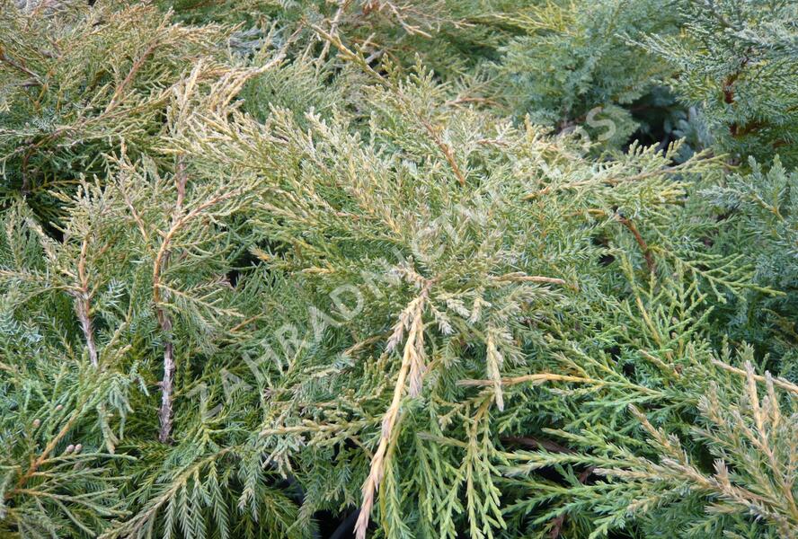 Jalovec prostřední 'Pfitzeriana Aurea' - Juniperus media 'Pfitzeriana Aurea'