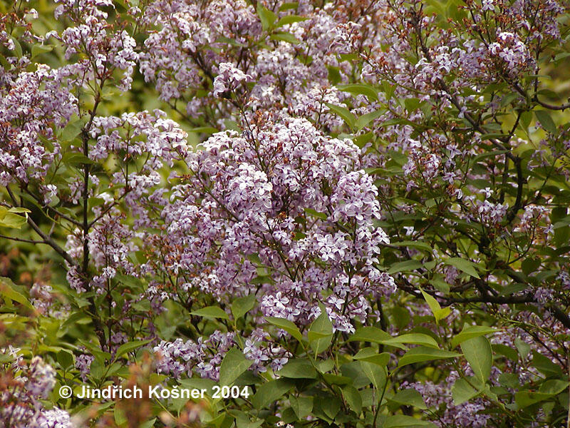 Šeřík čínský - Syringa chinensis