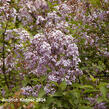 Šeřík čínský - Syringa chinensis