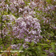 Šeřík čínský - Syringa chinensis