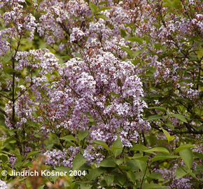 Šeřík čínský - Syringa chinensis