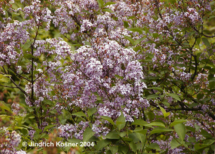 Šeřík čínský - Syringa chinensis
