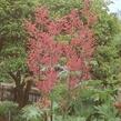 Reveň dlanitá - Rheum palmatum var. tanguticum