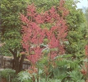 Reveň dlanitá - Rheum palmatum var. tanguticum