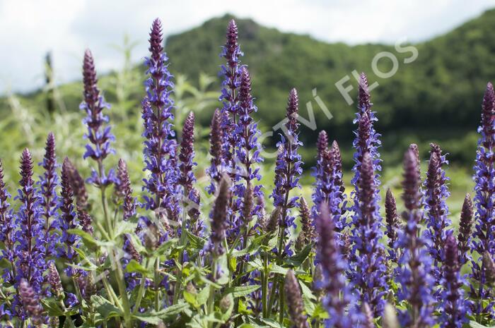 Šalvěj nádherná 'Bordeau Deep Blue' - Salvia superba 'Bordeau Deep Blue'