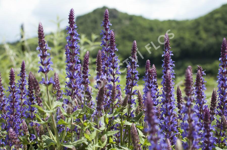 Šalvěj nádherná 'Bordeau Deep Blue' - Salvia superba 'Bordeau Deep Blue'