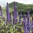 Šalvěj nádherná 'Bordeau Deep Blue' - Salvia superba 'Bordeau Deep Blue'