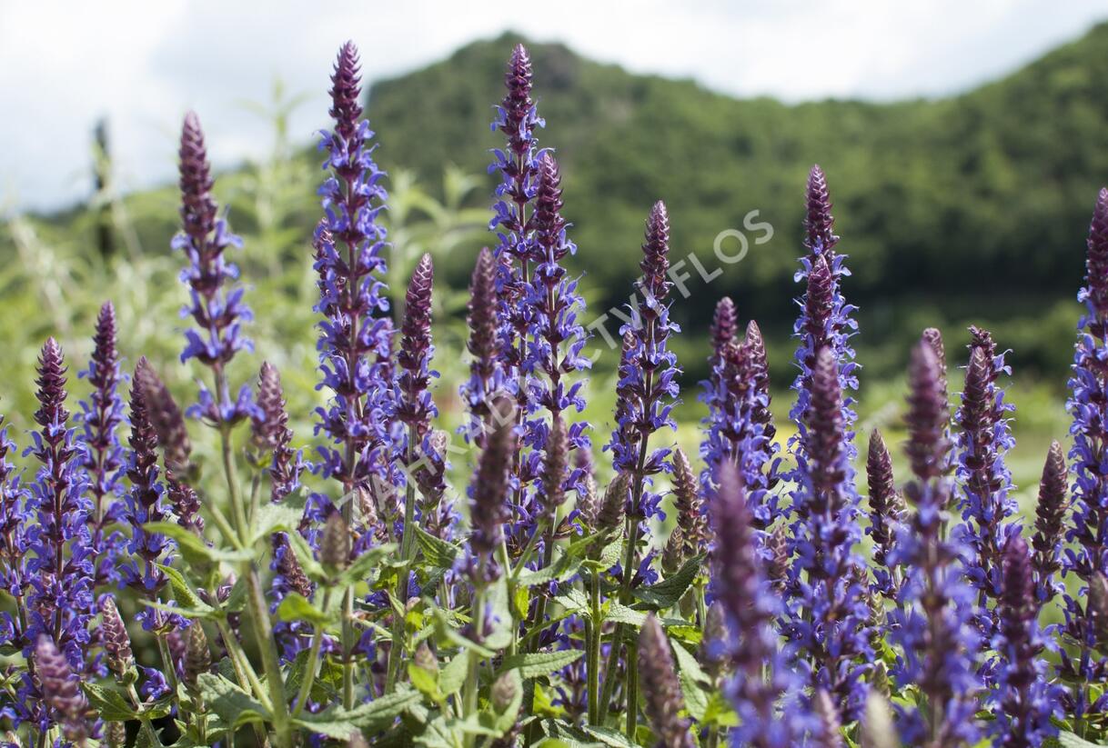 Šalvěj nádherná 'Bordeau Deep Blue' - Salvia superba 'Bordeau Deep Blue'