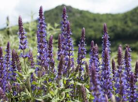 Šalvěj nádherná 'Bordeau Deep Blue' - Salvia superba 'Bordeau Deep Blue'