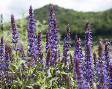 Šalvěj nádherná 'Bordeau Deep Blue'