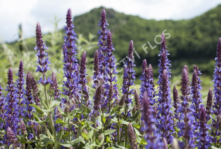 Šalvěj nádherná 'Bordeau Deep Blue' - Salvia superba 'Bordeau Deep Blue'