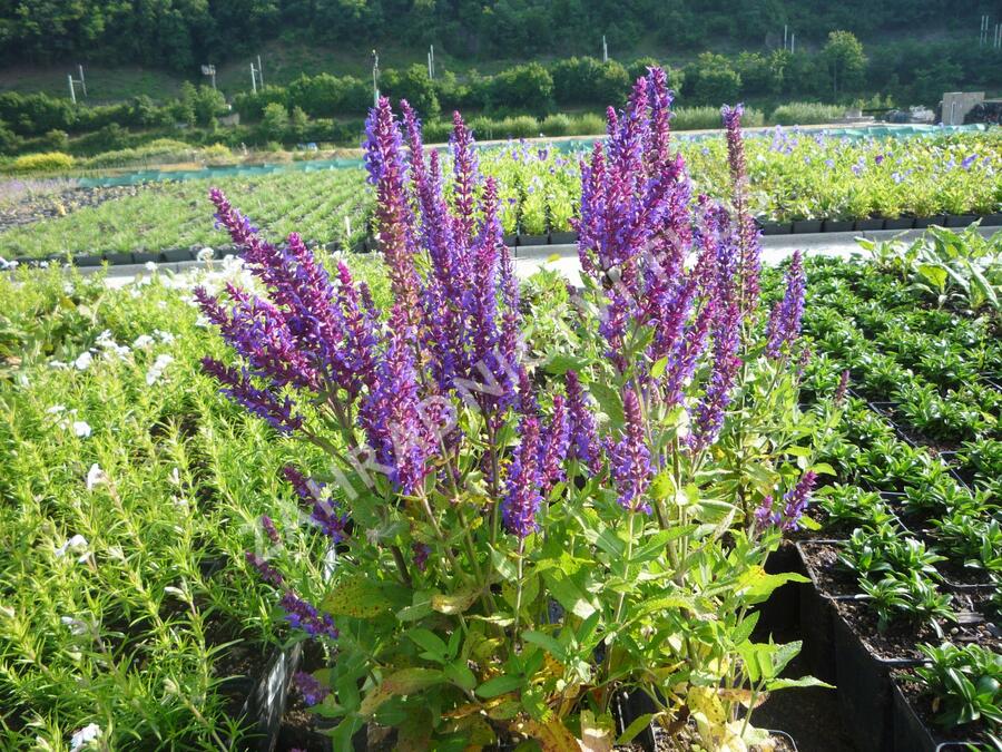 Šalvěj nádherná 'Bordeau Deep Blue' - Salvia superba 'Bordeau Deep Blue'