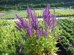 Šalvěj nádherná 'Bordeau Deep Blue' - Salvia superba 'Bordeau Deep Blue'