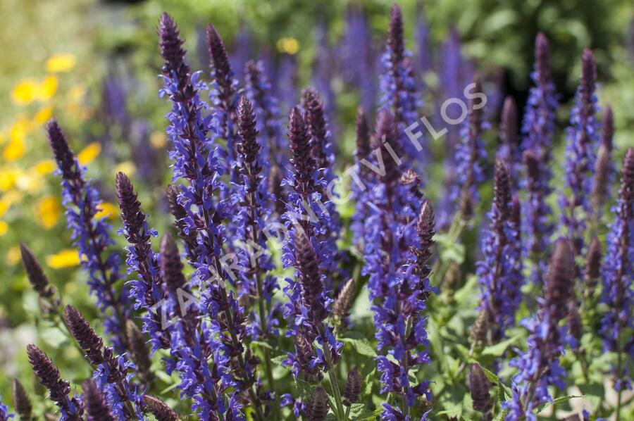Šalvěj nádherná 'Bordeau Deep Blue' - Salvia superba 'Bordeau Deep Blue'