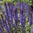 Šalvěj nádherná 'Bordeau Deep Blue' - Salvia superba 'Bordeau Deep Blue'