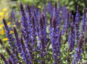 Šalvěj nádherná 'Bordeau Deep Blue' - Salvia superba 'Bordeau Deep Blue'