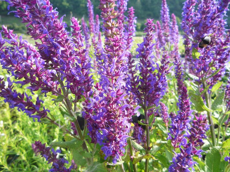 Šalvěj nádherná 'Bordeau Deep Blue' - Salvia superba 'Bordeau Deep Blue'