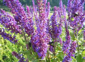 Šalvěj nádherná 'Bordeau Deep Blue' - Salvia superba 'Bordeau Deep Blue'